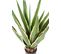 Plante artificielle haute gamme Spécial extérieur / AGAVE FURCRAEA - Dim : 80 x 60 cm