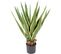 Plante artificielle haute gamme Spécial extérieur / AGAVE FURCRAEA - Dim : 80 x 60 cm