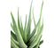 Plante artificielle haute gamme Spécial extérieur / Aloevera artificielle - Dim : 55 x 30 cm