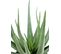 Plante artificielle haute gamme Spécial extérieur / Aloevera artificielle - Dim : 55 x 30 cm