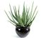 Plante artificielle haute gamme Spécial extérieur / Aloevera artificielle - Dim : 55 x 30 cm