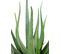 Plante artificielle haute gamme Spécial extérieur / Aloevera artificielle - Dim : 55 x 30 cm