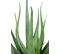 Plante artificielle haute gamme Spécial extérieur / Aloevera artificielle - Dim : 70 x 40 cm