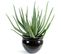 Plante artificielle haute gamme Spécial extérieur / Aloevera artificielle - Dim : 70 x 40 cm