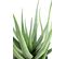 Plante artificielle haute gamme Spécial extérieur / Aloevera artificielle - Dim : 70 x 40 cm