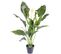 Plante artificielle haute gamme Spécial extérieur / SPATHIPHYLLUM Artificiel - Dim : 80 x 50 cm