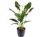 Plante artificielle haute gamme Spécial extérieur / SPATHIPHYLLUM Artificiel - Dim : 80 x 50 cm