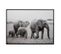 Cadre Elephant Bois/papier Noir/blanc - L 144 X L 4,5 X H 104,2 Cm