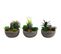 Succulente Artificiel Avec Bouddha (lot De 3)