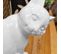 Statue Petit Chat Blanc Assis Avec Patte Sur Son Museau H23 Cm - Cat