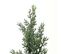 Plante Artificielle Cedrus Vert