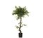 Plante Artificielle Ficus I Vert