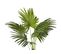 Plante Artificielle 100 Cm Avec Pot Fan Palm