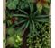 Cadre Mural Avec Plante Succulente Artificielle 20 X 30 Cm
