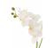 Fleur Artificielle Déco "orchidée En Terre" 54cm Blanc