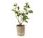 Plante Artificielle En Pot "rosier" 39cm Blanc