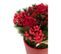 Composition Florale Pot "roses et Baies" 25cm Rouge