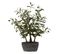 Arbre Artificiel En Pot "olivier" 60cm Vert