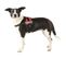 Harnais Power Mini M : 51-67 Cm-28 Mm Rouge Pour Chien