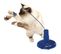 Jouet Électronique Raptor H 34 Cm Bleu Pour Chat