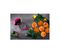 Gaufrière 550w Rose - App500p