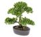 Mini Bonsaï Ficus Artificiel Vert 32 Cm 420002