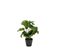 Plante artificielle H23 cm RACHEL  Vert / Noir