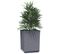 Jardinières 2 PCs Gris Foncé 30x30x37 Cm Polypropylène