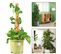 Tuteur Coco 6pcs Pour Plante  Bâton De Coco Extensible Plante Support Plantes Grimpantes 40cm